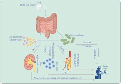 Unraveling the gut microbiota's role in salt-sensitive hypertension: current evidences and future directions